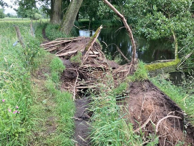 Bomen omgevallen langs de Dommeloever nabij St Oendenrode