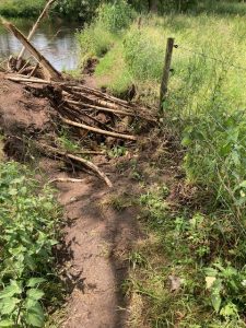 Omgevallen boom bij de oever van de Dommel